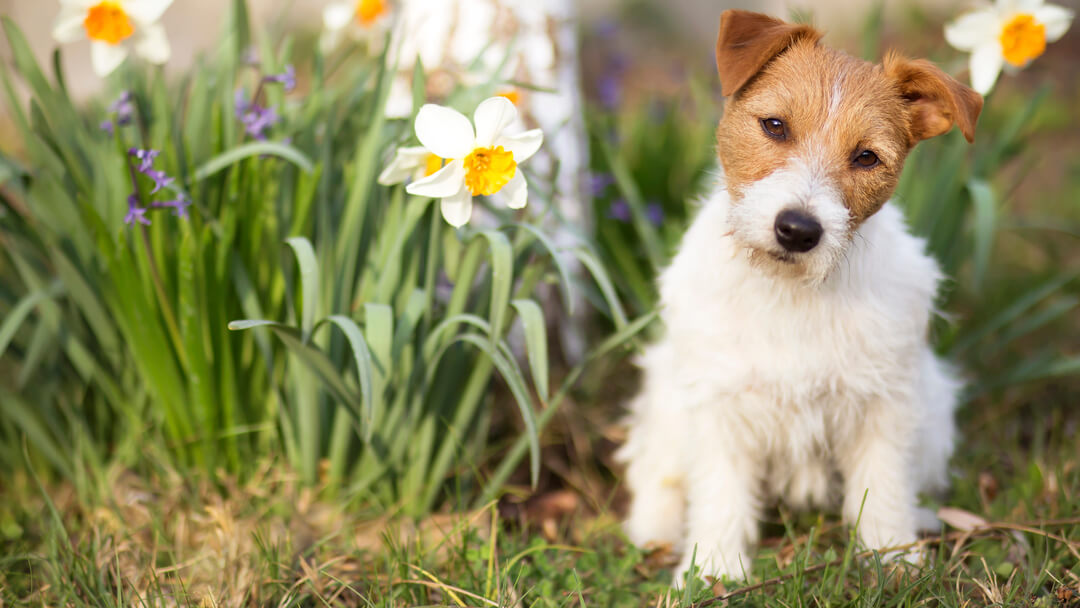 Bee sting remedy outlet for dogs